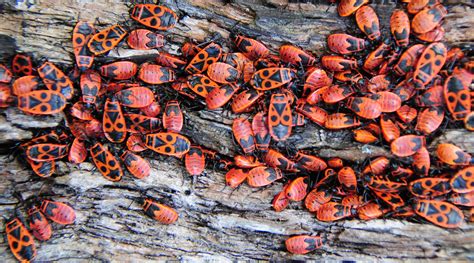 Firebug